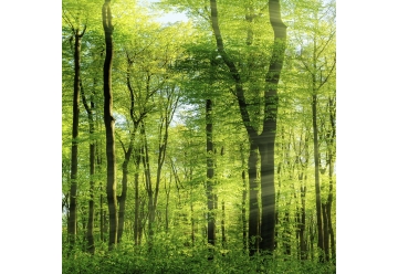 Kuechenrueckwand - WALD - grafik