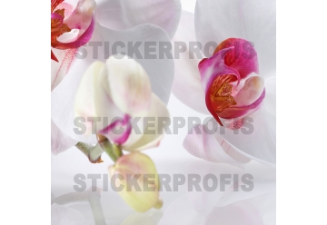 Kuechenrueckwand - ORCHIDEEN ENSEMBLE - grafik