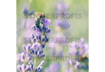 Kuechenrueckwand - LAVENDEL - grafik