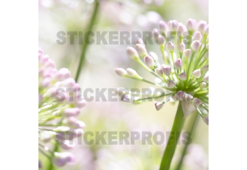 Kuechenrueckwand - AMARYLLIS - grafik