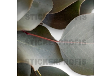 Kuechenrueckwand - EUKALYPTUS - grafik
