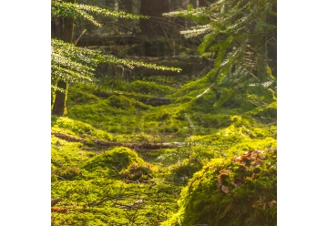 Kuechenrueckwand - MOOSGRUND - grafik